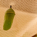 Monarch Butterfly Chrysalis! by rickster549