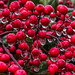 Wet Berries by jbritt