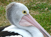 4th Nov 2021 - Relaxed Pelican