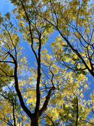 3rd Nov 2021 - yellow leaves