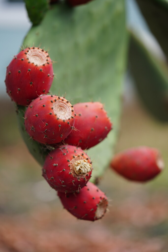 Prickly pears by acolyte