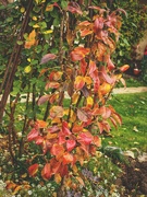 4th Nov 2021 - Little red pear tree