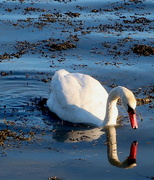4th Nov 2021 - Mute Swan