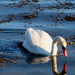 Mute Swan by davemockford