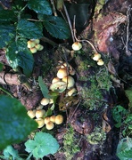 4th Nov 2021 - Tiny fungi on a log