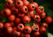 4th Nov 2021 - Pyracantha berries