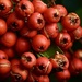 Pyracantha berries by wakelys