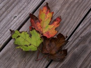 4th Oct 2021 - Maple leaves - from the same tree...
