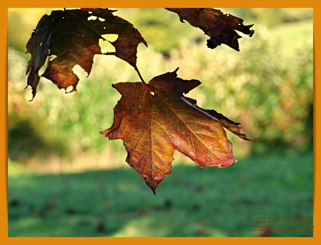 Autumn Leaves And Bokeh by carolmw