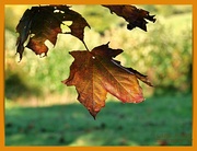 4th Nov 2021 - Autumn Leaves And Bokeh