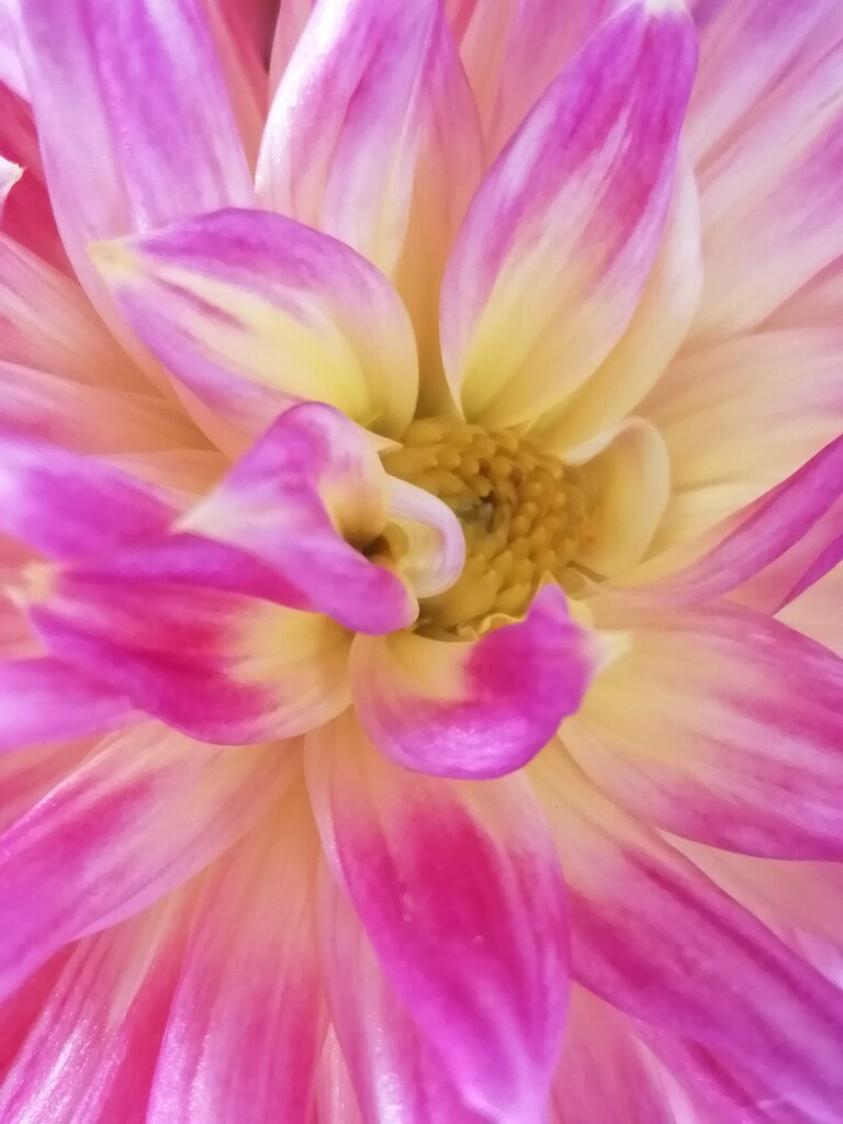 Dahlia by flowerfairyann