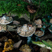 Fungi by busylady