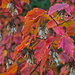 Vibrant Fall by gardencat