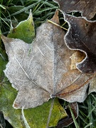 4th Nov 2021 - First Frost