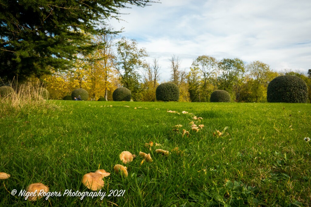 Fairy Ring by nigelrogers