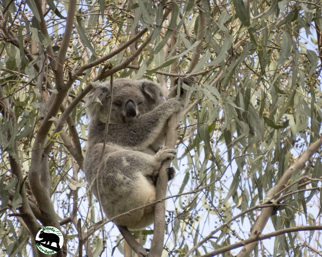 gumnuts galore by koalagardens