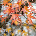 Autumn leaves  by haskar