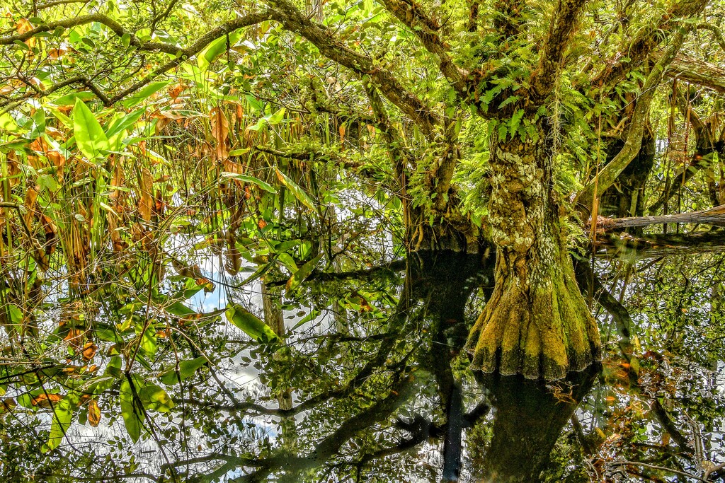 Swamp Reflections by danette