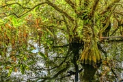 4th Nov 2021 - Swamp Reflections