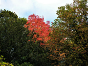 4th Nov 2021 - Colours of Autumn!