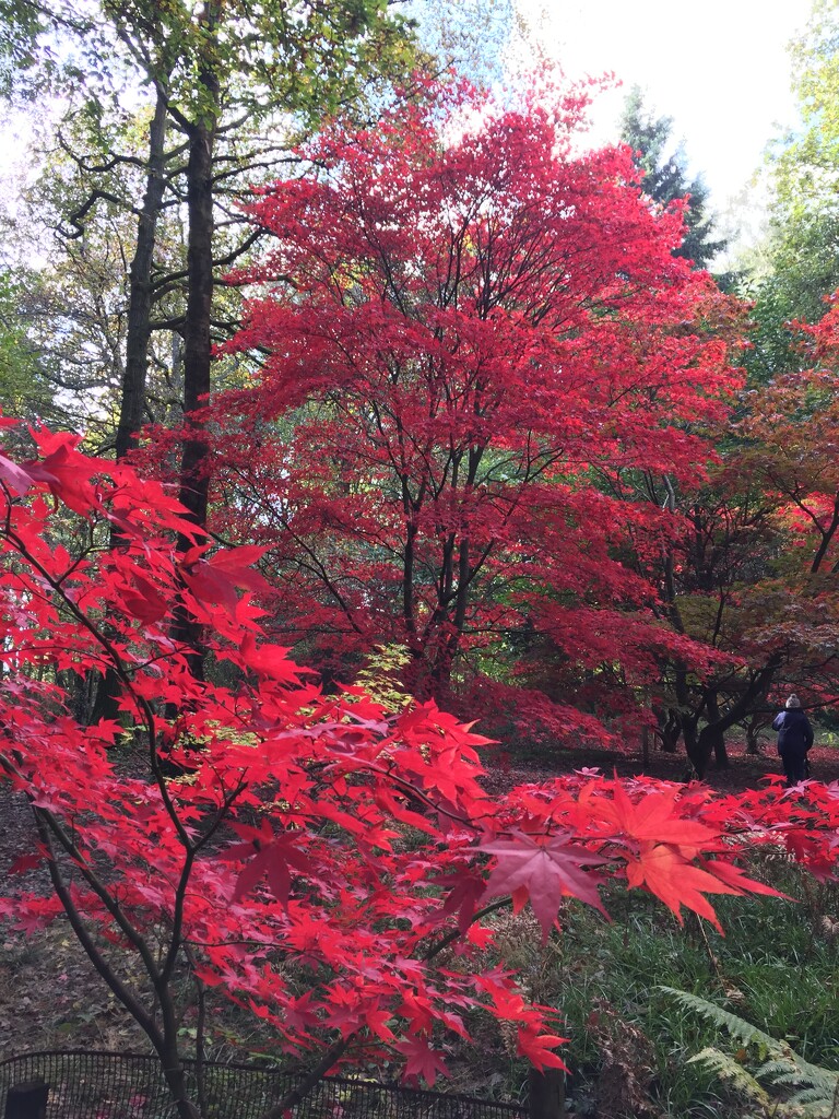 More Japanese maples -I couldn’t resist another photo of these by snowy