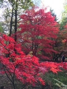 3rd Nov 2021 - More Japanese maples -I couldn’t resist another photo of these