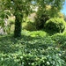 A Sea of Ivy by deidre