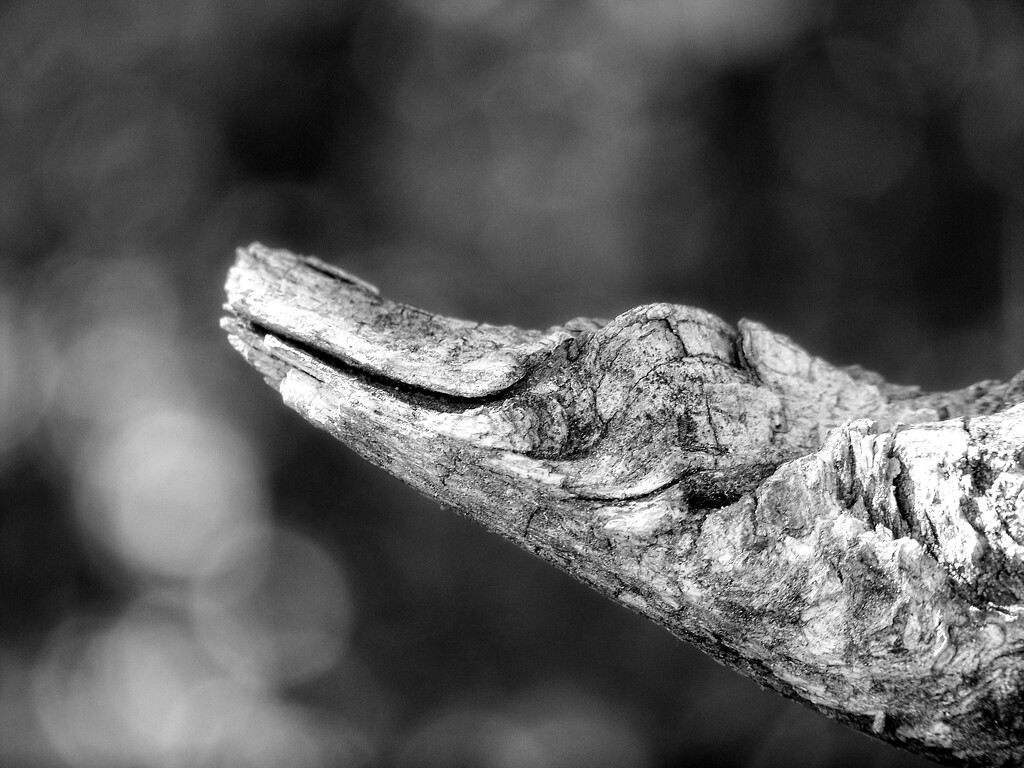 Gator wood... by marlboromaam