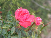 4th Nov 2021 - Rose with Raindrops