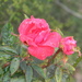 Rose with Raindrops by sfeldphotos