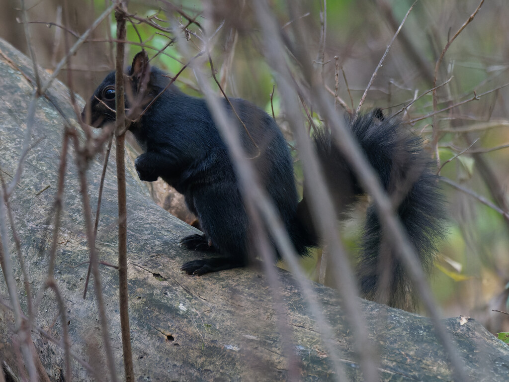 Black morph eastern gray squirrel  by rminer