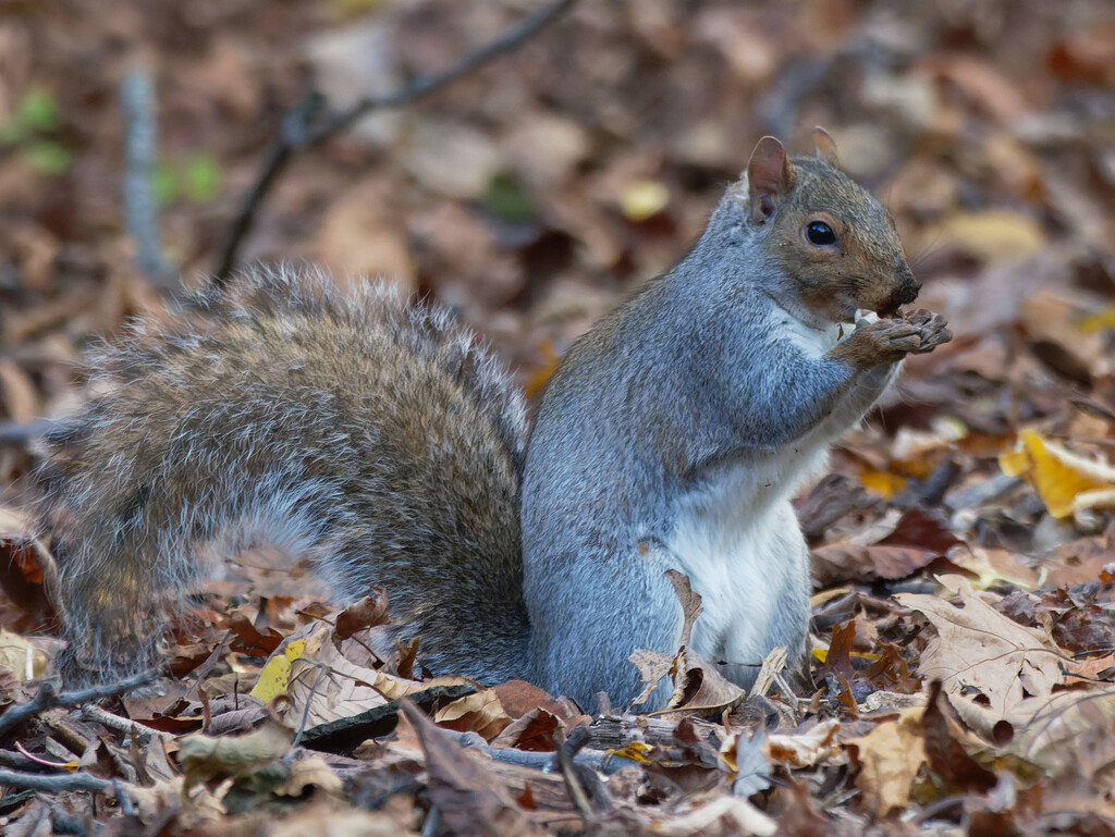 Eastern gray squirrel  by rminer