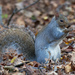 Eastern gray squirrel  by rminer