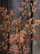 13th Oct 2021 - Nandina dressed for fall...