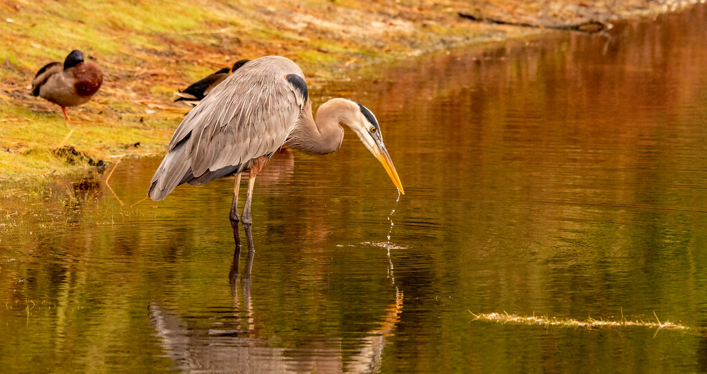Blue Heron Taking a Sip of Water! by rickster549