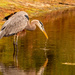 Blue Heron Taking a Sip of Water! by rickster549
