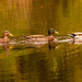Three Ducks in a Row! by rickster549