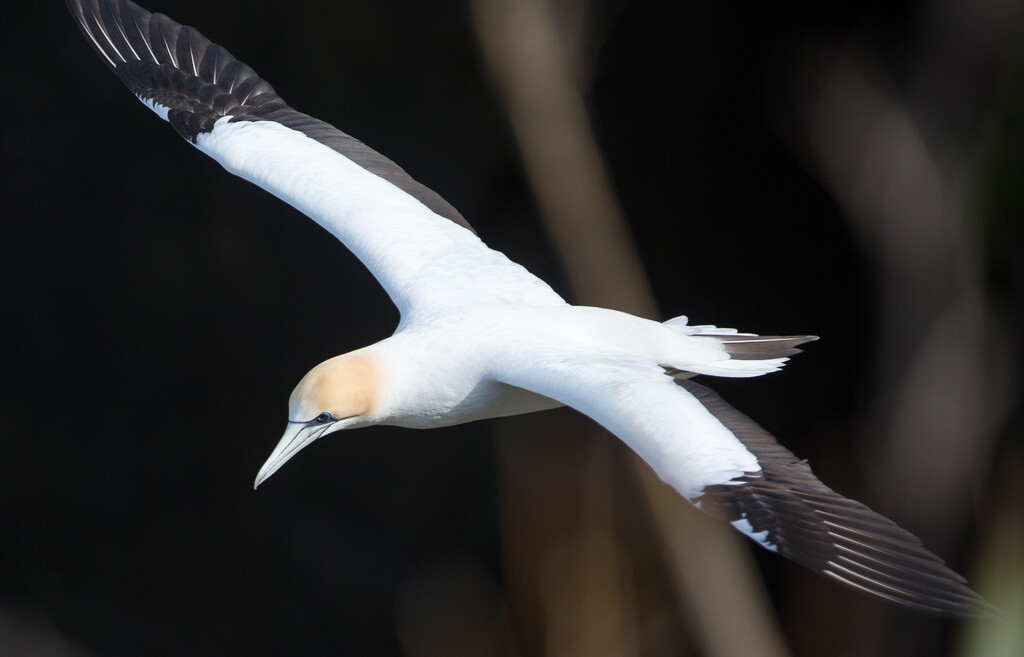 Lucky to get a closeup of the gannet  by creative_shots