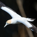 Lucky to get a closeup of the gannet  by creative_shots