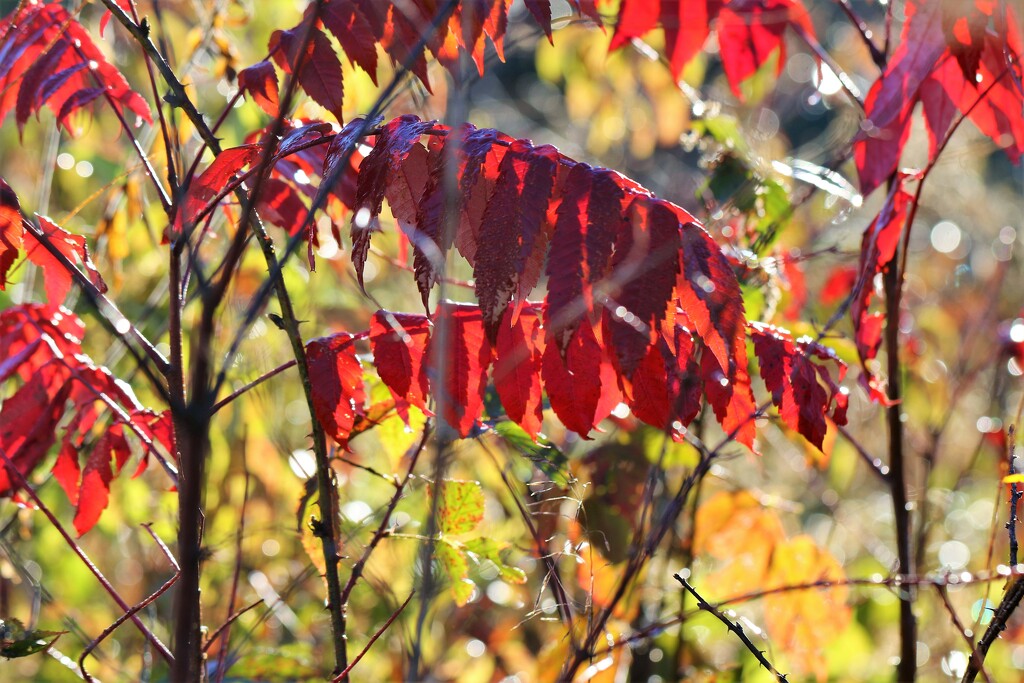 Fall Colors, Morning Light by lynnz