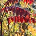 Fall Colors, Morning Light by lynnz