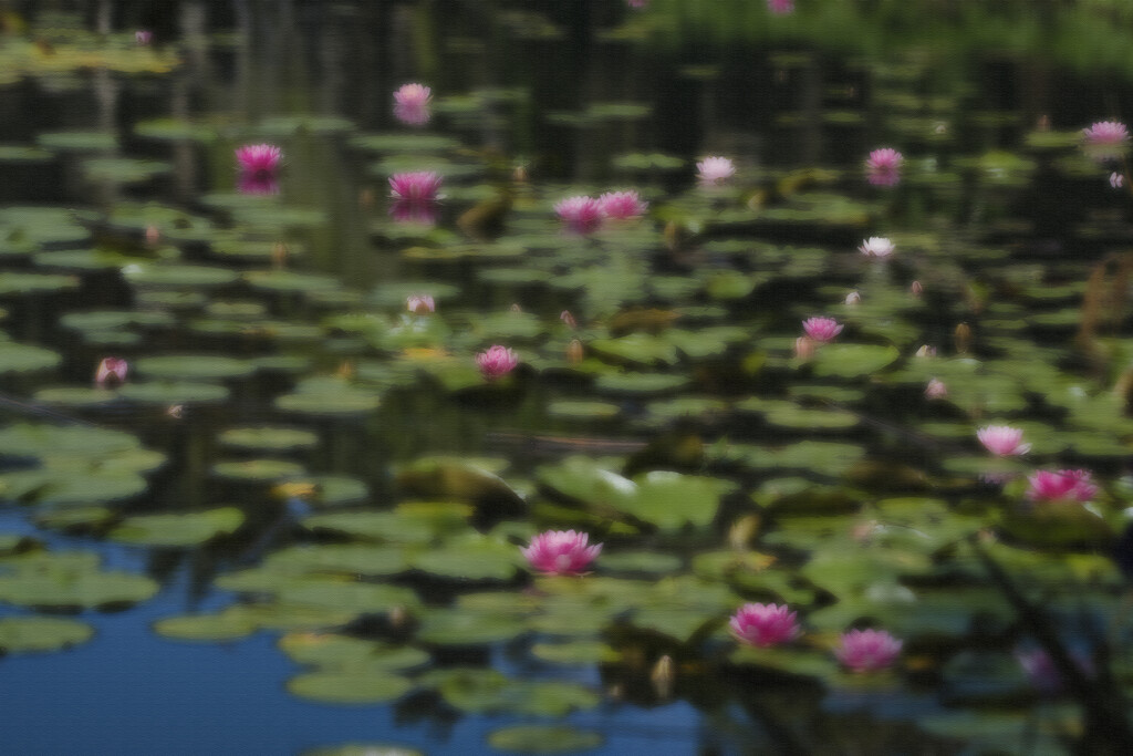 Water colour water lilies by dkbarnett