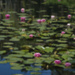 Water colour water lilies by dkbarnett