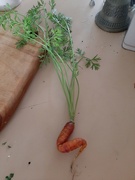 5th Nov 2021 - Sitting Carrot 