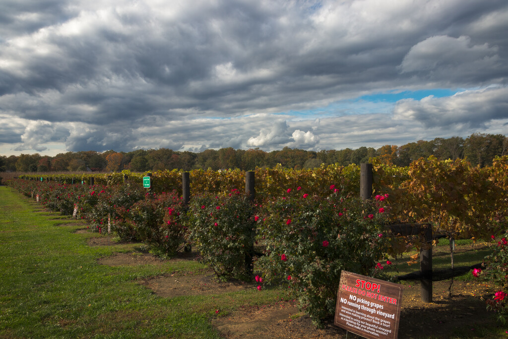 Fall in the Vineyard by swchappell