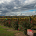 Fall in the Vineyard by swchappell