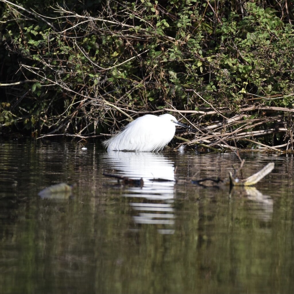 Lazy Egret by wakelys
