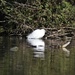 Lazy Egret by wakelys