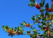 5th Nov 2021 - Blue sky and holly berries.