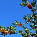 Blue sky and holly berries. by grace55